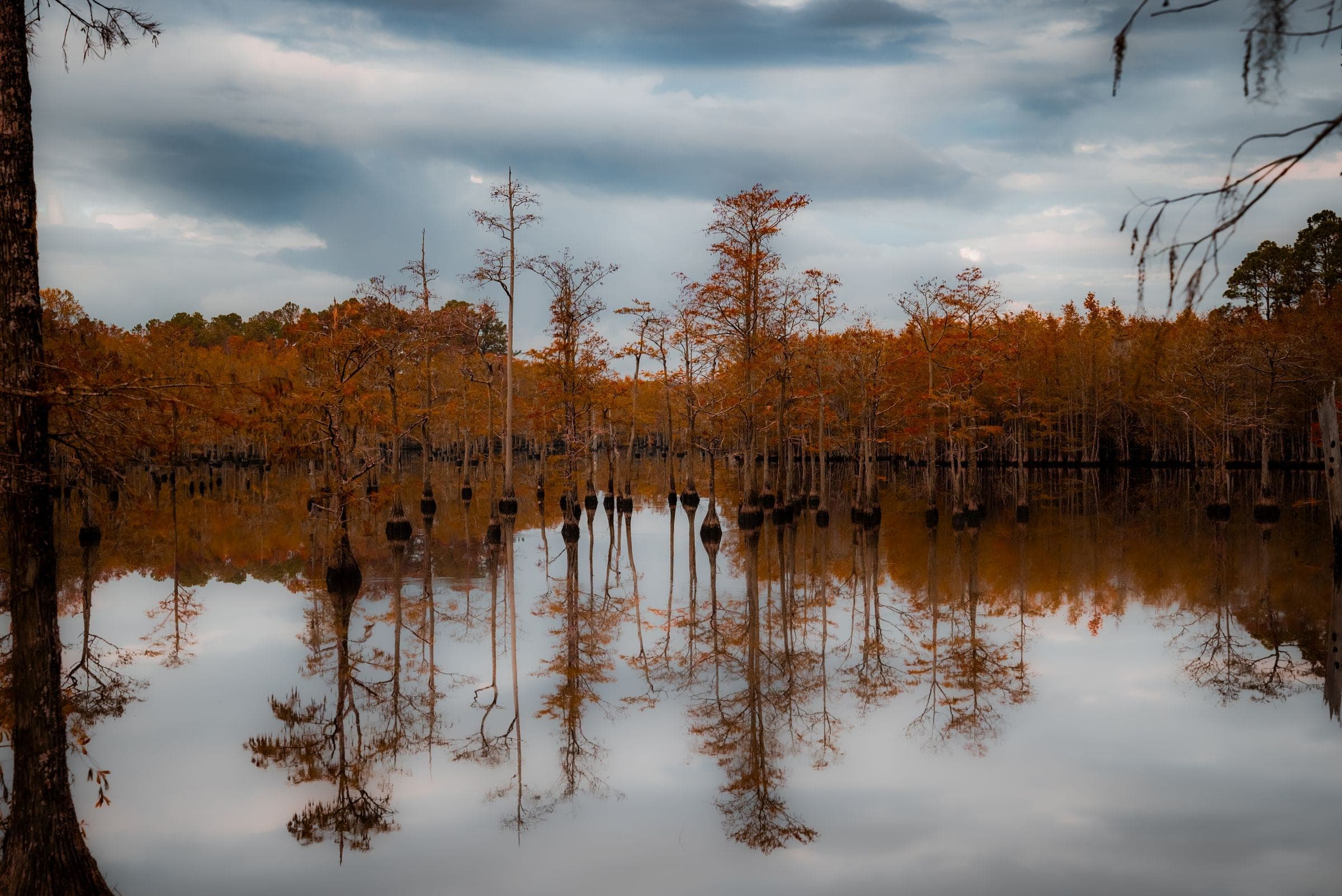 Bald cypress trees reflected in blackwater under a cloudy sky near Lumberton NC