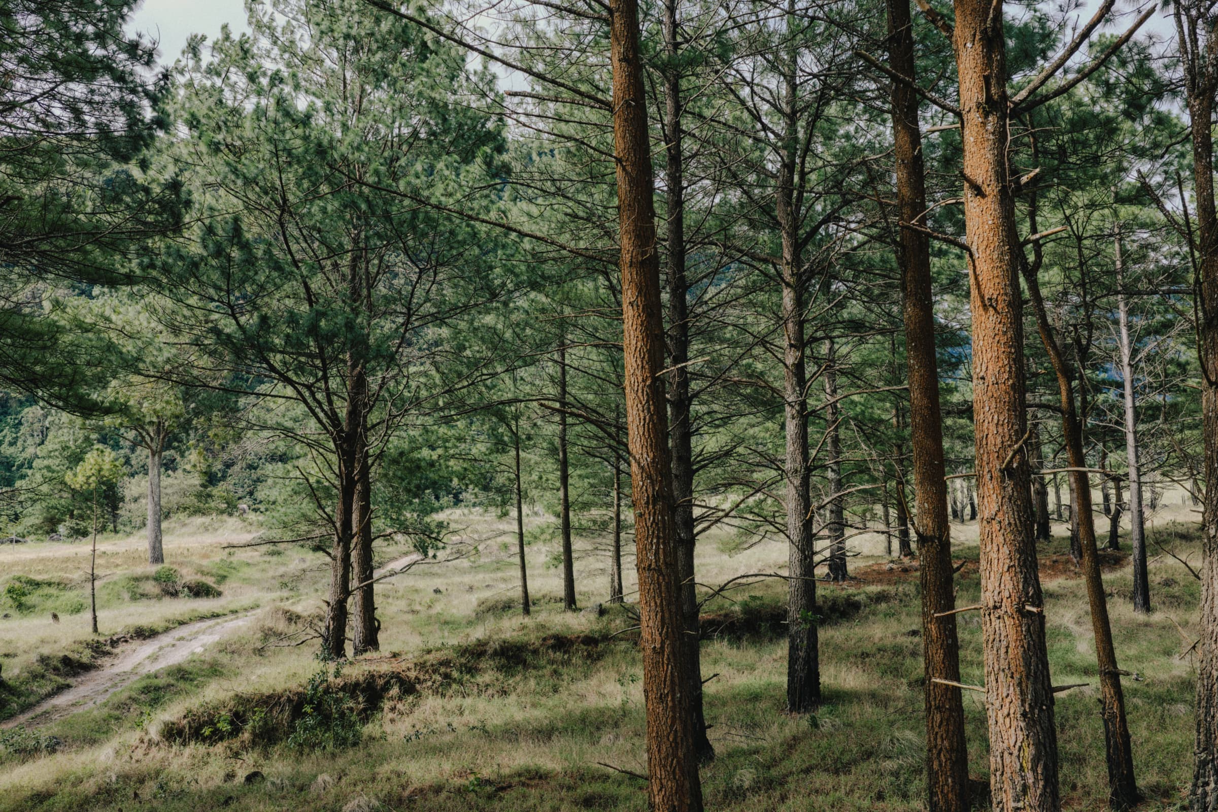 Tall pines on sandy ground along a trail near Southern Pines NC