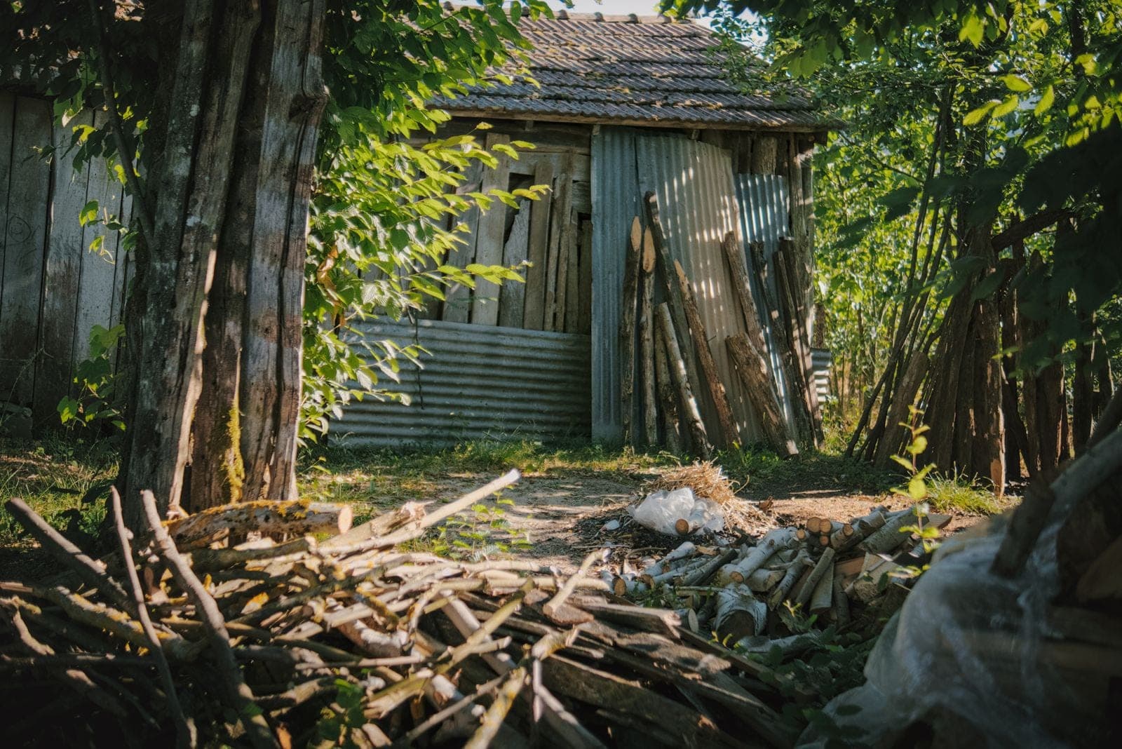 Pile of cut limbs and brush beside an old shed in a backyard